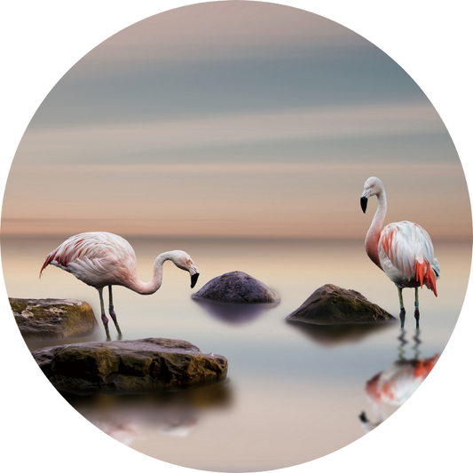 Flamingo's Rond