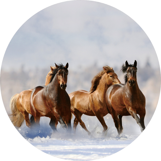 Paarden Sneeuw Rond