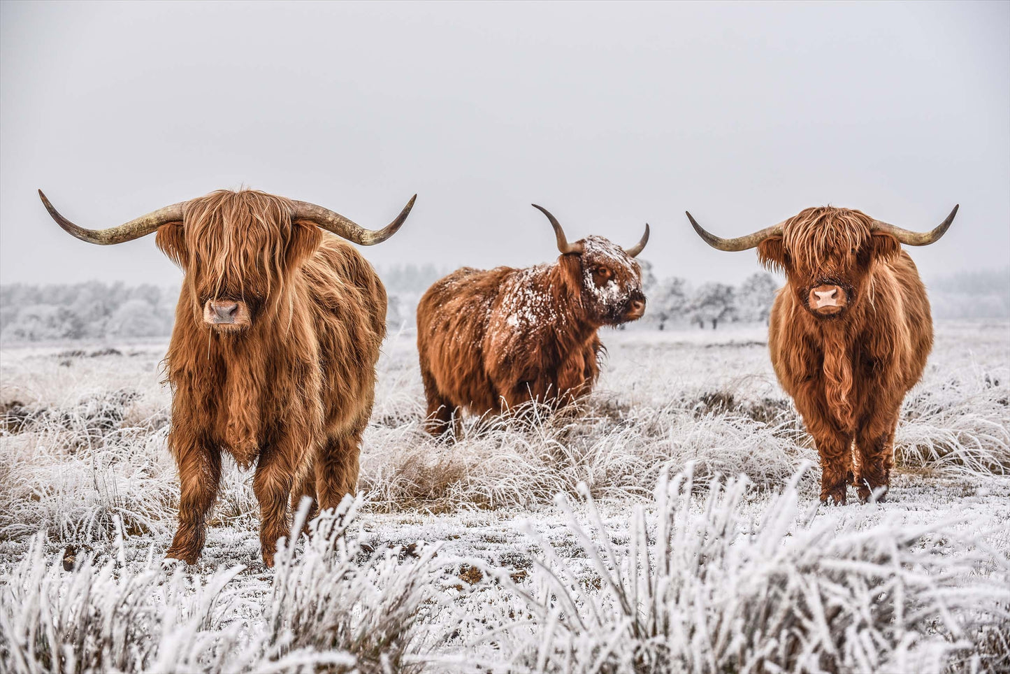 Schotse Hooglanders Sneeuw